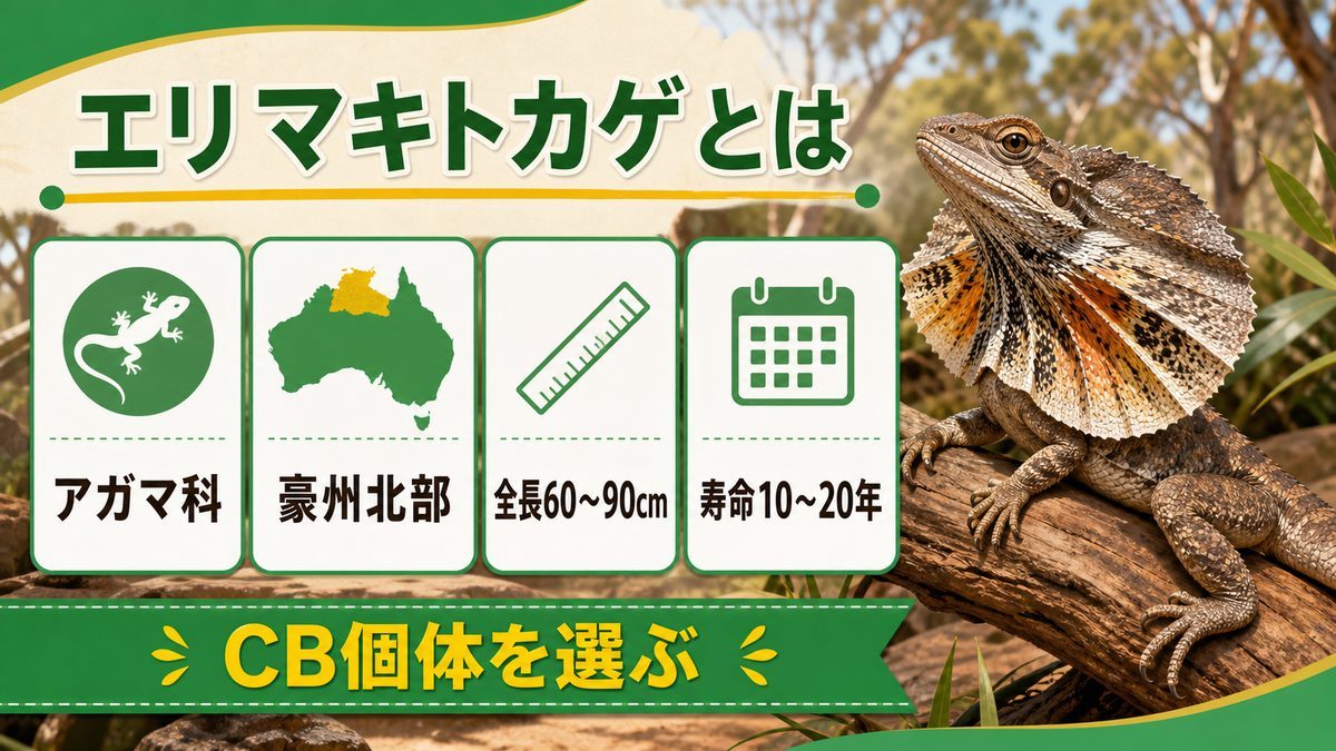 エリマキトカゲの基本情報の要点をまとめたカメレオン・爬虫類飼育インフォグラフィック