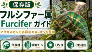 フルシファー属（Furcifer）完全ガイド｜種類・特徴・飼育ポイントを属レベルで解説の要点を伝えるカメレオン・爬虫類記事アイキャッチ画像