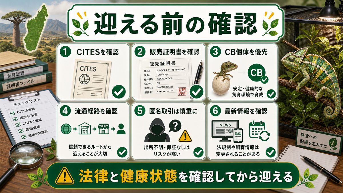 フルシファー属を飼う前に知っておきたい法律・入手方法の要点をまとめたカメレオン・爬虫類飼育インフォグラフィック