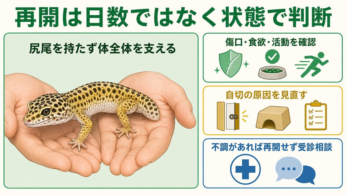 ヤモリのハンドリング再開を日数ではなく状態で判断し、尻尾を持たず体全体を支える図解
