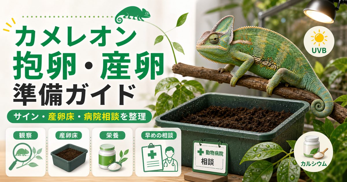 カメレオンの抱卵・妊娠サイン完全ガイド｜お腹の変化・妊娠色・産卵床の準備と卵詰まり予防の要点を伝えるカメレオン・爬虫類記事アイキャッチ画像