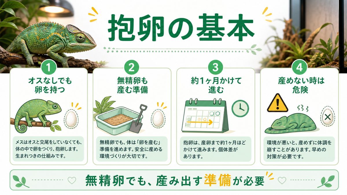 カメレオンの抱卵とは?オスがいなくても卵を持つ仕組みの要点をまとめたカメレオン・爬虫類飼育インフォグラフィック