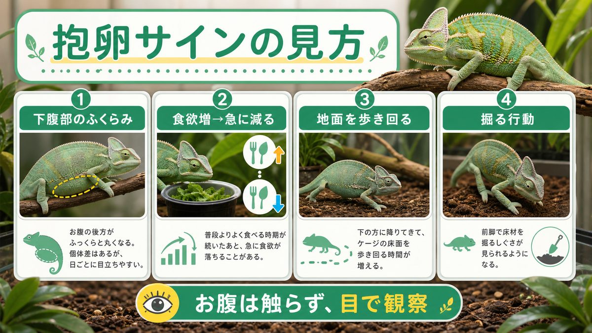 抱卵のサイン|お腹・食欲・行動の変化を読み解くの要点をまとめたカメレオン・爬虫類飼育インフォグラフィック