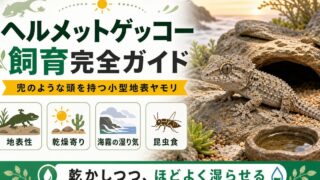 ヘルメットゲッコー（Tarentola chazaliae）飼育完全ガイド｜兜のような頭を持つ小型地表ヤモリの要点を伝えるカメレオン・爬虫類記事アイキャッチ画像