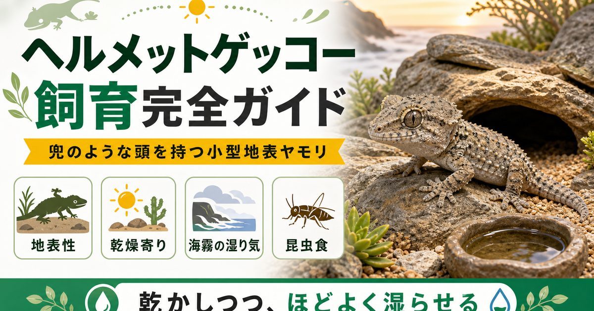 ヘルメットゲッコー（Tarentola chazaliae）飼育完全ガイド｜兜のような頭を持つ小型地表ヤモリの要点を伝えるカメレオン・爬虫類記事アイキャッチ画像