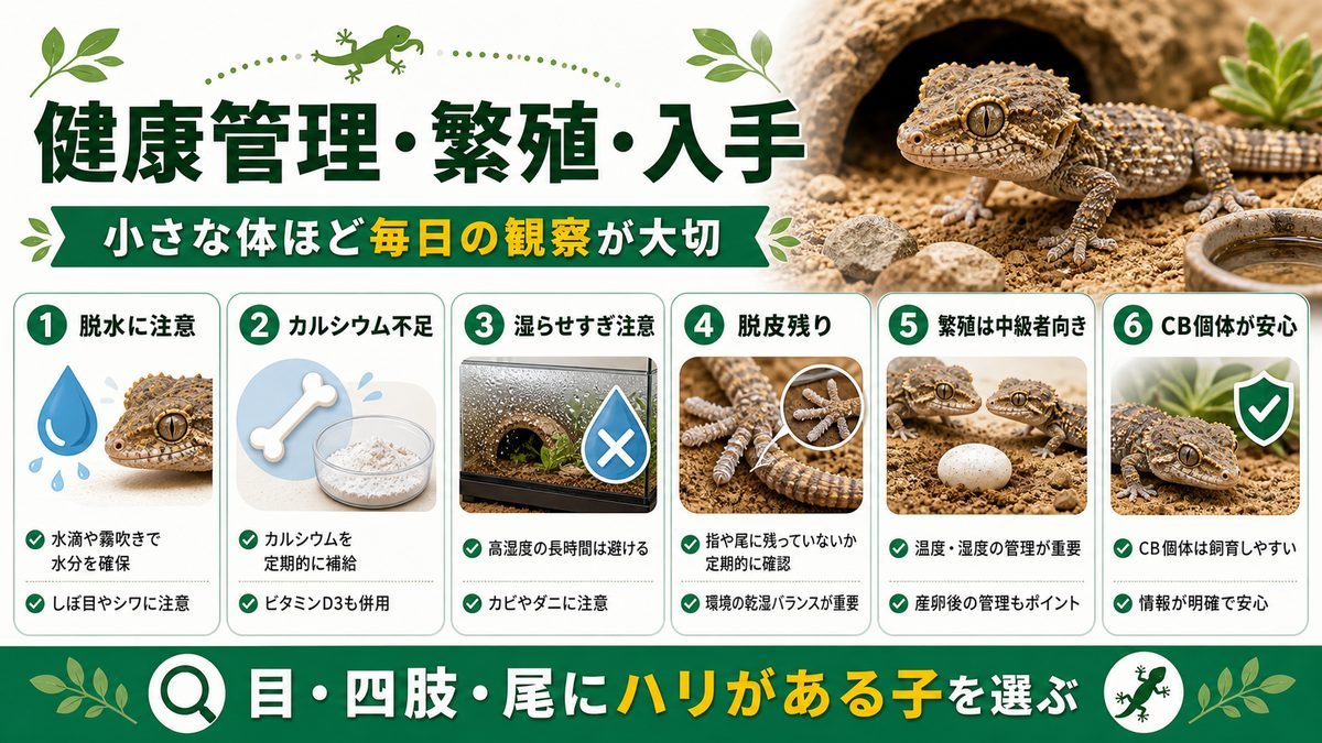 健康管理・繁殖・入手のポイントの要点をまとめたカメレオン・爬虫類飼育インフォグラフィック