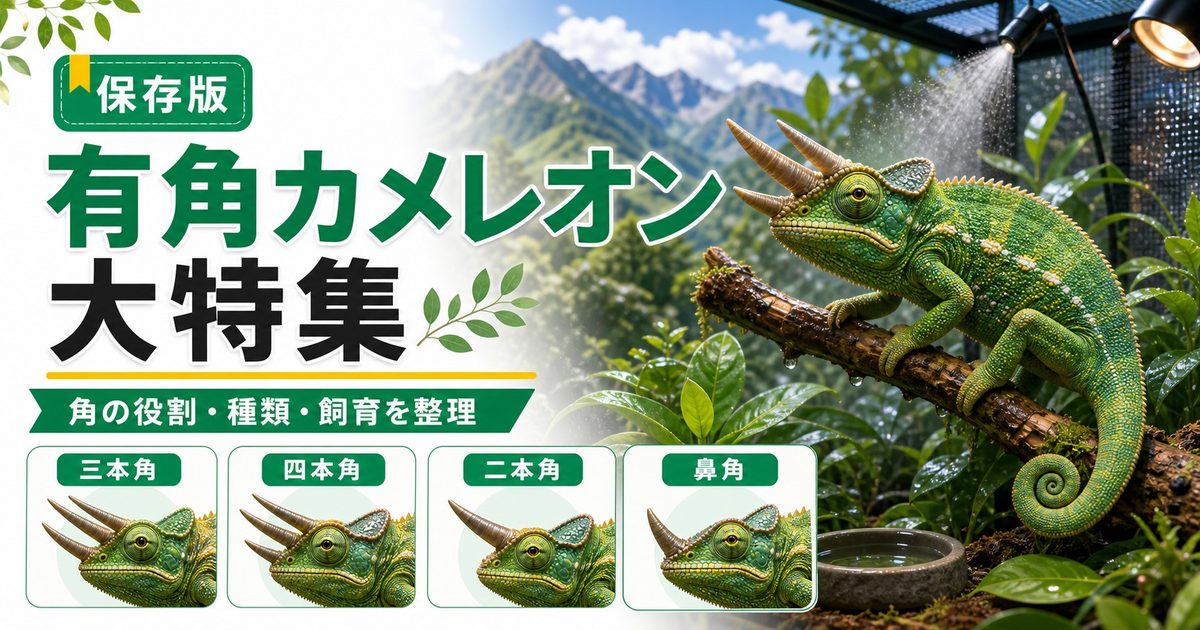 角のあるカメレオン大特集！三本角・四本角の有角種一覧と角の役割・飼育を徹底解説の要点を伝えるカメレオン・爬虫類記事アイキャッチ画像