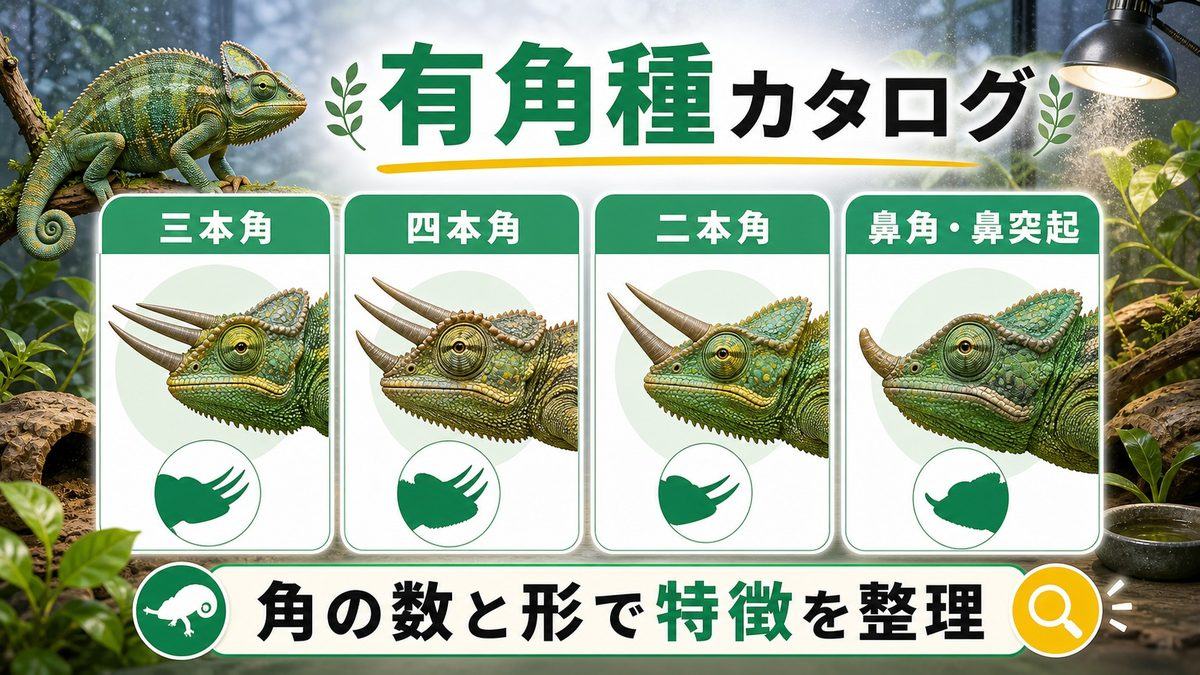 代表的な有角種カタログ｜三本角・四本角・二本角・鼻角の要点をまとめたカメレオン・爬虫類飼育インフォグラフィック
