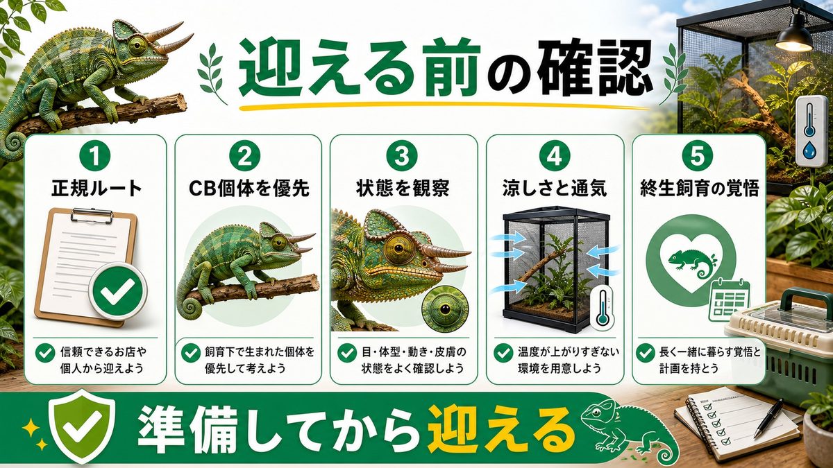 入手・CITES・迎える前の心構えの要点をまとめたカメレオン・爬虫類飼育インフォグラフィック