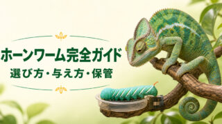 カメレオンと飼育用ホーンワームを描き、選び方・与え方・保管を示すアイキャッチ