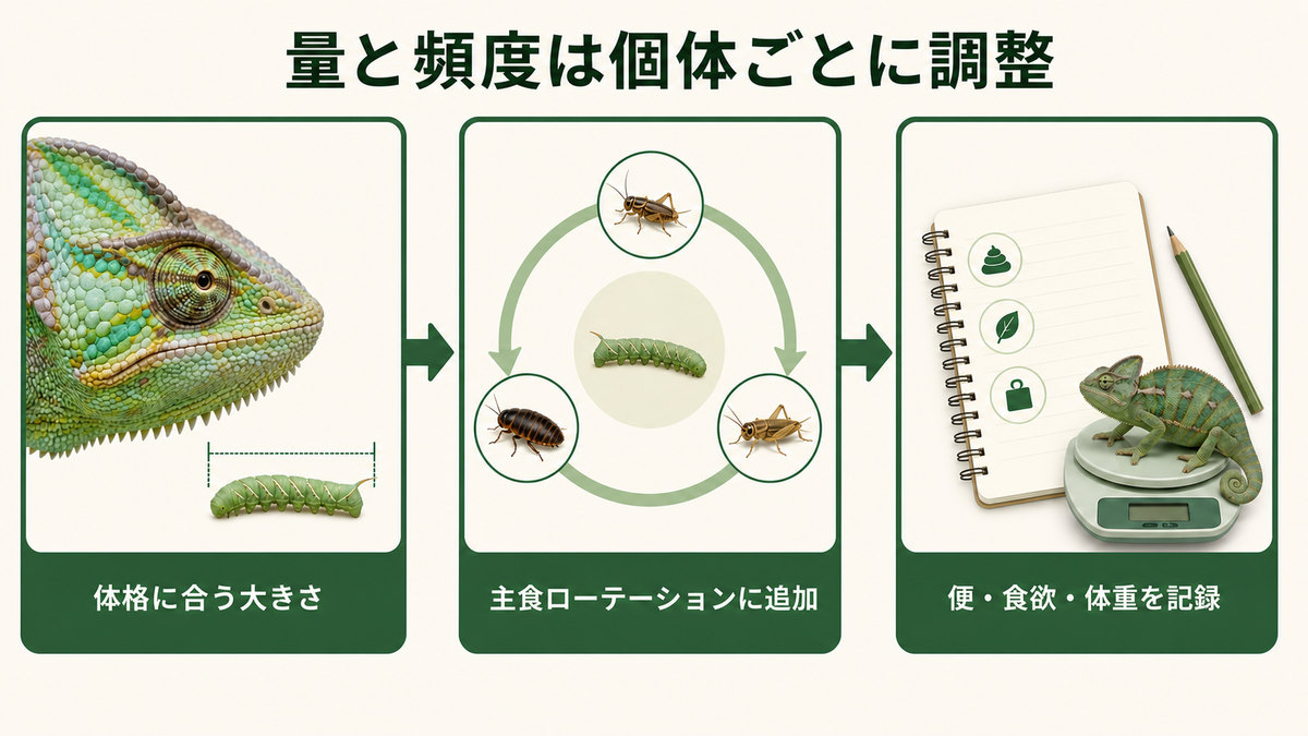 体格・主食ローテーション・便と食欲と体重の記録から給餌量を調整する図