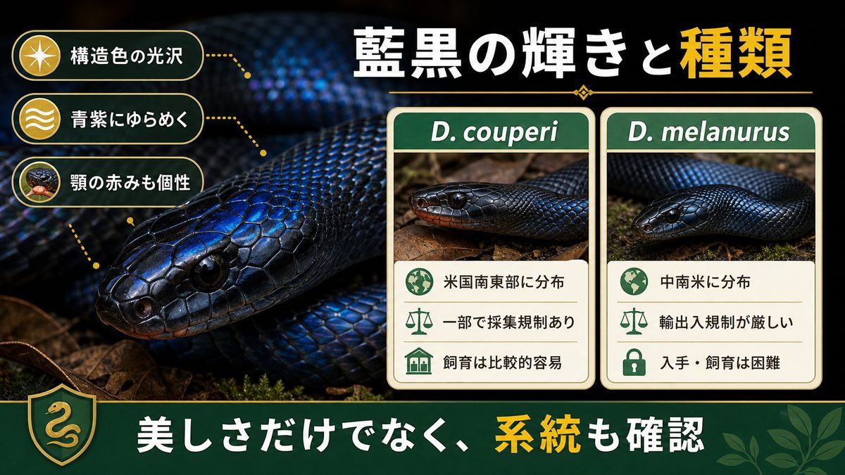 特徴・藍黒の輝き・亜種|なぜ「宝石」と呼ばれるのかの要点をまとめたカメレオン・爬虫類飼育インフォグラフィック