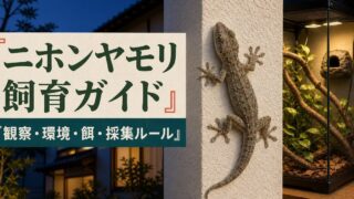 ニホンヤモリ飼育ガイド｜観察・環境・餌・採集ルール