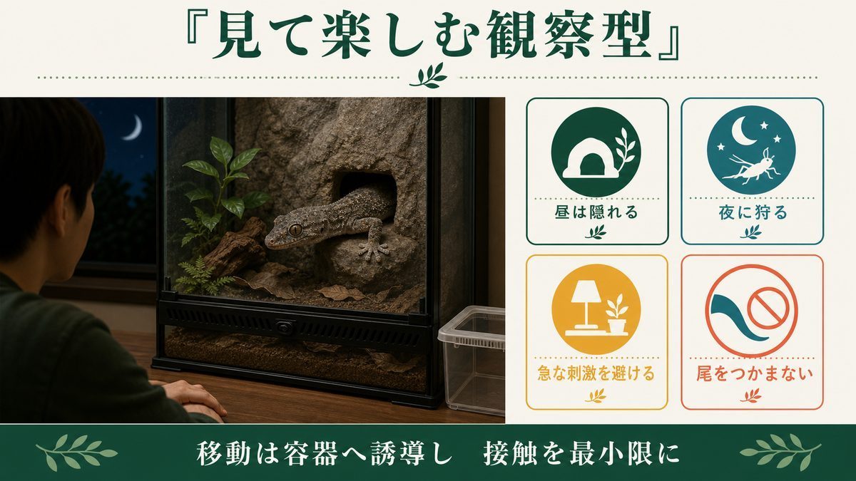 ニホンヤモリを触らず観察し、移動容器へ誘導して接触を減らす方法