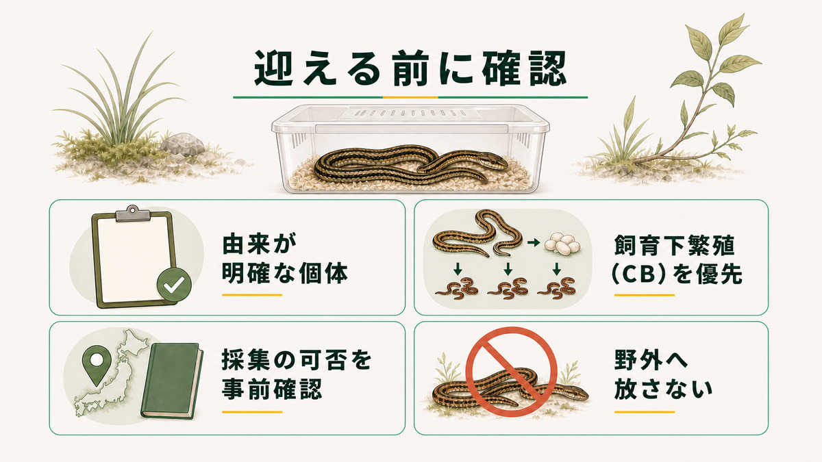 シマヘビを迎える前に、由来が明確な個体、飼育下繁殖、採集の可否、野外へ放さないことを確認する図