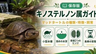キノステルノン属（Kinosternon）完全ガイド｜マッドタートル（泥ガメ）の種類・特徴・小型水棲飼育法を属レベルで解説の要点を伝えるカメレオン・爬虫類記事アイキャッチ画像