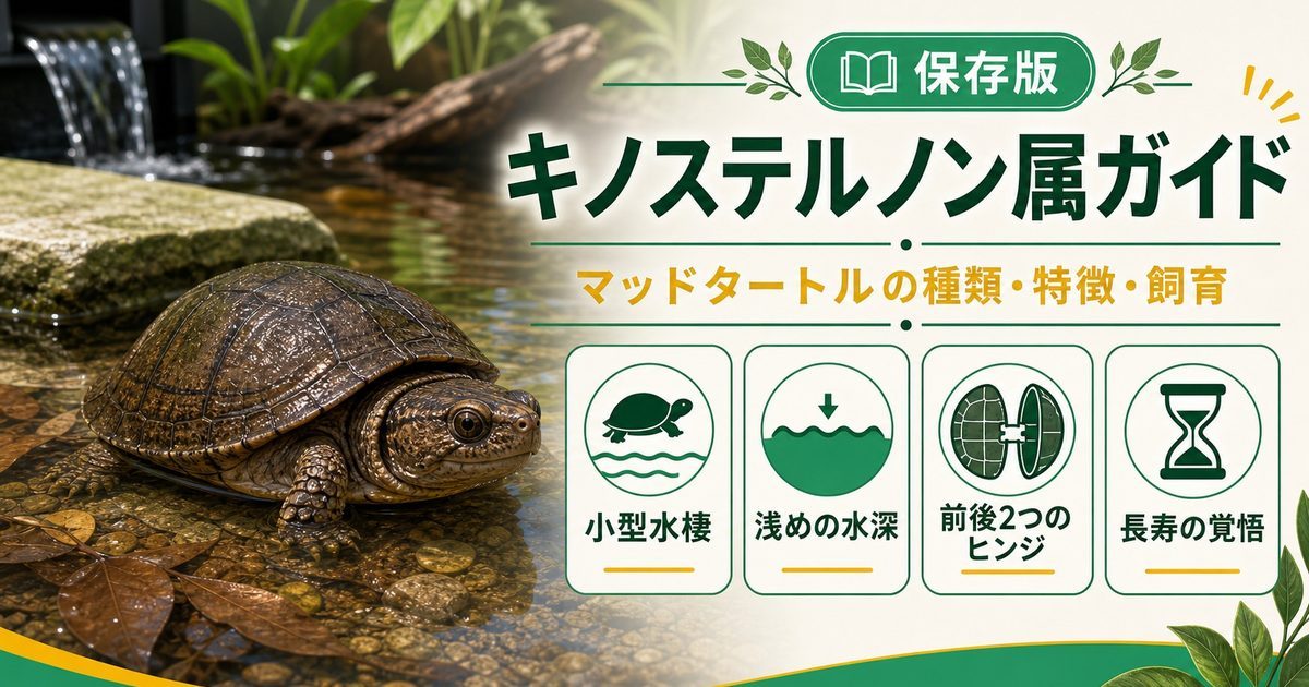 キノステルノン属（Kinosternon）完全ガイド｜マッドタートル（泥ガメ）の種類・特徴・小型水棲飼育法を属レベルで解説の要点を伝えるカメレオン・爬虫類記事アイキャッチ画像