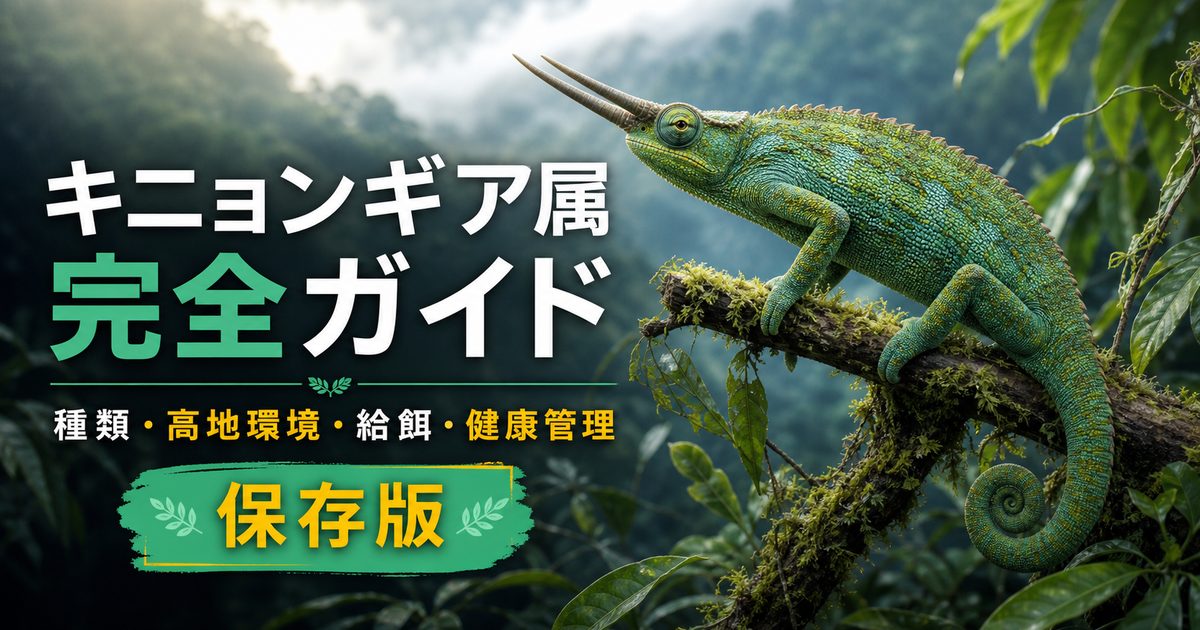 キニョンギア属（Kinyongia）完全ガイド｜アフリカ山地産ツノカメレオンの種類・特徴・飼育法を属レベルで解説の要点を伝えるカメレオン・爬虫類記事アイキャッチ画像