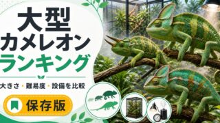 【完全版】大型カメレオン人気ランキング！特徴・大きさ・飼育難易度を徹底比較の要点を伝えるカメレオン・爬虫類記事アイキャッチ画像