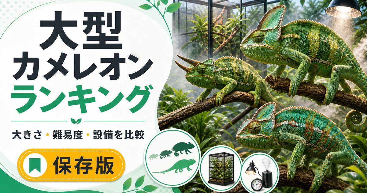 【完全版】大型カメレオン人気ランキング！特徴・大きさ・飼育難易度を徹底比較の要点を伝えるカメレオン・爬虫類記事アイキャッチ画像