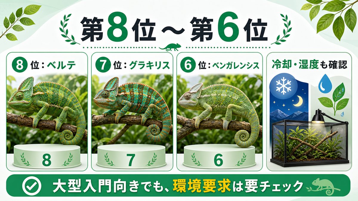 大型カメレオン人気ランキング第8位〜第6位の要点をまとめたカメレオン・爬虫類飼育インフォグラフィック