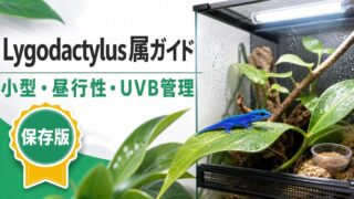 リゴダクティルス属（Lygodactylus）完全ガイド｜エレクトリックブルーゲッコー等ドワーフゲッコーの種類・特徴・飼育法を属レベルで解説の要点を伝えるカメレオン・爬虫類記事アイキャッチ画像