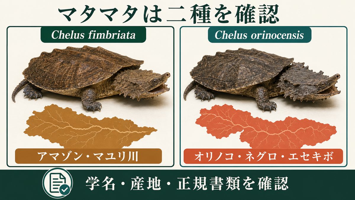 マタマタ二種の学名とアマゾン系・オリノコ系の分布を比較する図