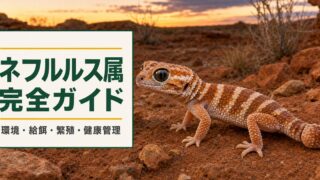 ネフルルス属の飼育環境・給餌・繁殖・健康管理をまとめたアイキャッチ