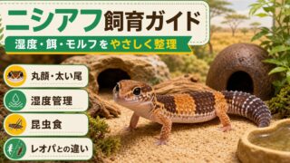 【レオパの兄弟】ニシアフリカトカゲモドキ（ニシアフ）の飼い方完全ガイド！値段・寿命・モルフの要点を伝えるカメレオン・爬虫類記事アイキャッチ画像