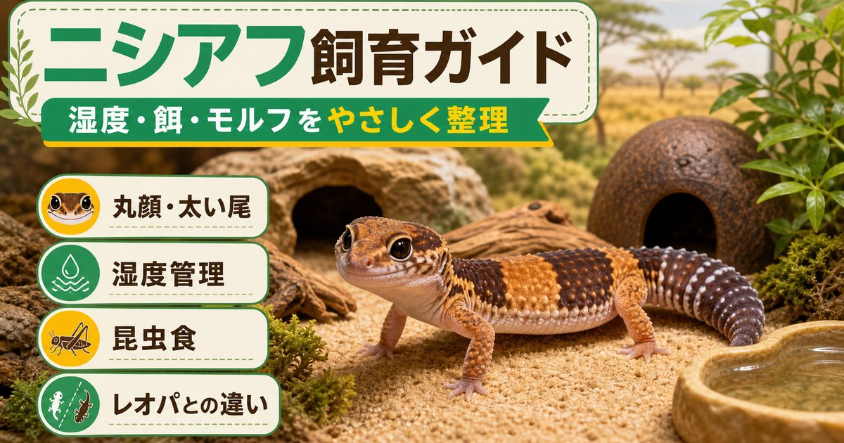 【レオパの兄弟】ニシアフリカトカゲモドキ（ニシアフ）の飼い方完全ガイド！値段・寿命・モルフの要点を伝えるカメレオン・爬虫類記事アイキャッチ画像