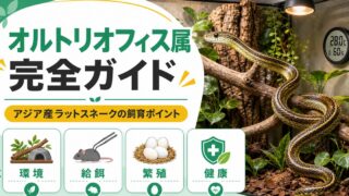 オルトリオフィス属（Orthriophis）完全ガイド｜タイワンスジオ等アジア系ラットスネークの種類・特徴・飼育法を属レベルで解説の要点を伝えるカメレオン・爬虫類記事アイキャッチ画像