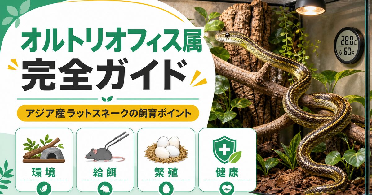 オルトリオフィス属（Orthriophis）完全ガイド｜タイワンスジオ等アジア系ラットスネークの種類・特徴・飼育法を属レベルで解説の要点を伝えるカメレオン・爬虫類記事アイキャッチ画像