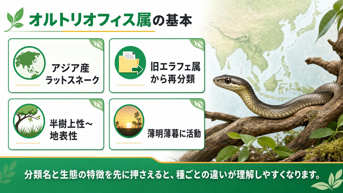 🌏 オルトリオフィス属とは？分類・分布・旧エラフェ属との関係の要点をまとめたカメレオン・爬虫類飼育インフォグラフィック