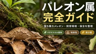 パレオン属（Palleon）完全ガイド｜マダガスカルの落ち葉カメレオン・希少な地表性小型種の生態と飼育の要点を伝えるカメレオン・爬虫類記事アイキャッチ画像