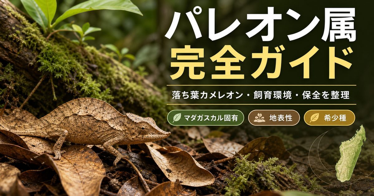 パレオン属（Palleon）完全ガイド｜マダガスカルの落ち葉カメレオン・希少な地表性小型種の生態と飼育の要点を伝えるカメレオン・爬虫類記事アイキャッチ画像