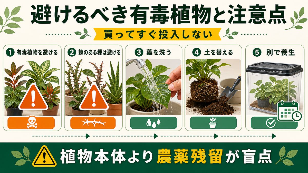 避けるべき有毒植物と注意点の要点をまとめたカメレオン・爬虫類飼育インフォグラフィック