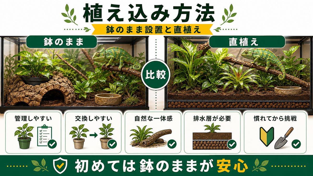 植え込み方法：鉢のまま設置 vs 直植えの要点をまとめたカメレオン・爬虫類飼育インフォグラフィック