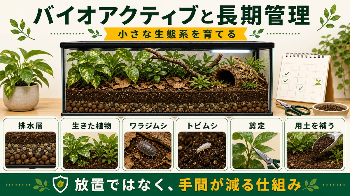 バイオアクティブと長期管理の要点をまとめたカメレオン・爬虫類飼育インフォグラフィック