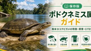 ポドクネミス属（南米ヨコクビガメ）完全ガイド｜オオヨコクビ・黄斑ヨコクビの飼育・CITESの要点を伝えるカメレオン・爬虫類記事アイキャッチ画像