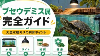 プセウデミス属（Pseudemys）完全ガイド｜北米クーター・ペンテッドタートルの種類・特徴・大型水棲飼育法を属レベルで解説の要点を伝えるカメレオン・爬虫類記事アイキャッチ画像