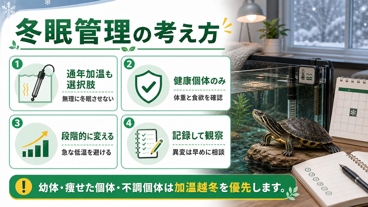 冬眠管理の要点をまとめたカメレオン・爬虫類飼育インフォグラフィック