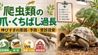 爬虫類の爪・くちばし過長完全ガイド｜伸びすぎる原因・削り方・カット・予防を徹底解説の要点を伝えるカメレオン・爬虫類記事アイキャッチ画像