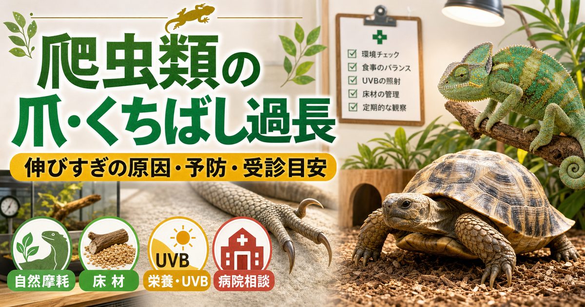 爬虫類の爪・くちばし過長完全ガイド｜伸びすぎる原因・削り方・カット・予防を徹底解説の要点を伝えるカメレオン・爬虫類記事アイキャッチ画像