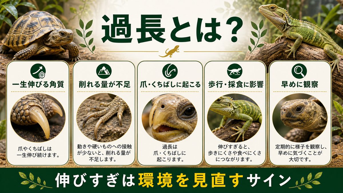爪・くちばしの過長(伸びすぎ)とは?の要点をまとめたカメレオン・爬虫類飼育インフォグラフィック