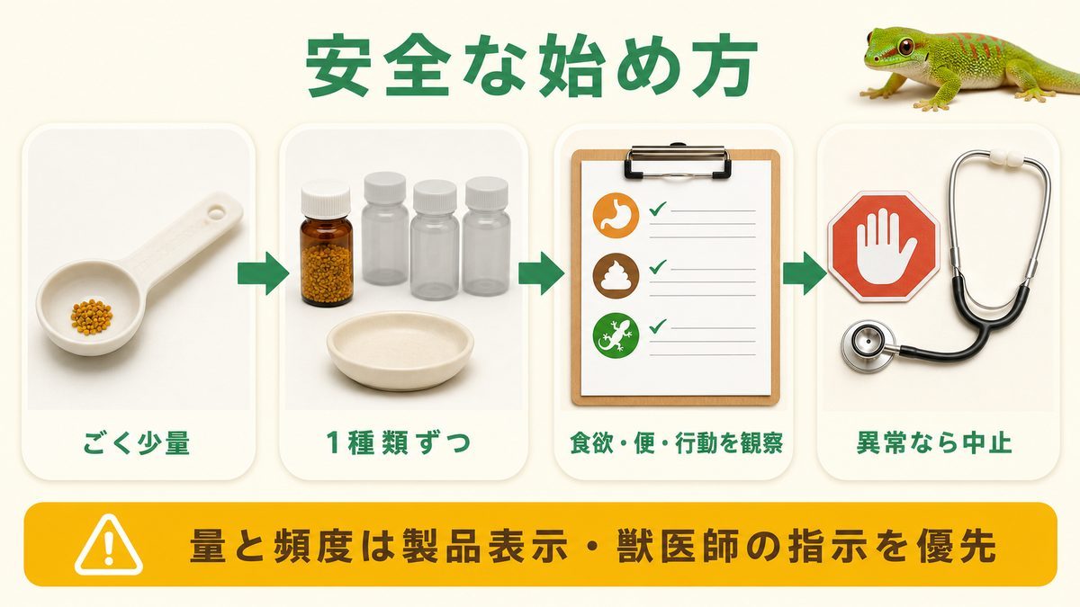 爬虫類にビーポレンを安全に始める手順｜少量・観察・異常時中止