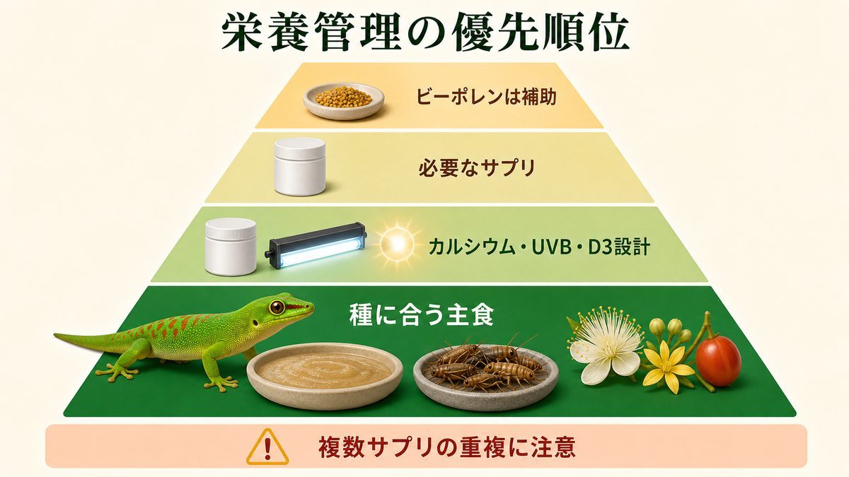 爬虫類の栄養管理の優先順位｜主食・カルシウム・UVB・D3・サプリ