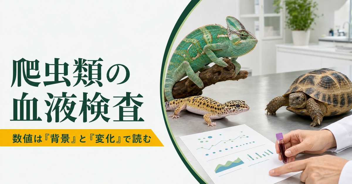 爬虫類の血液検査を検査票と個体の変化から総合的に読み解く記事のアイキャッチ