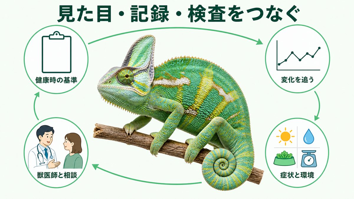 爬虫類の血液検査を見た目・飼育記録・健康時データ・連続変化と組み合わせる図