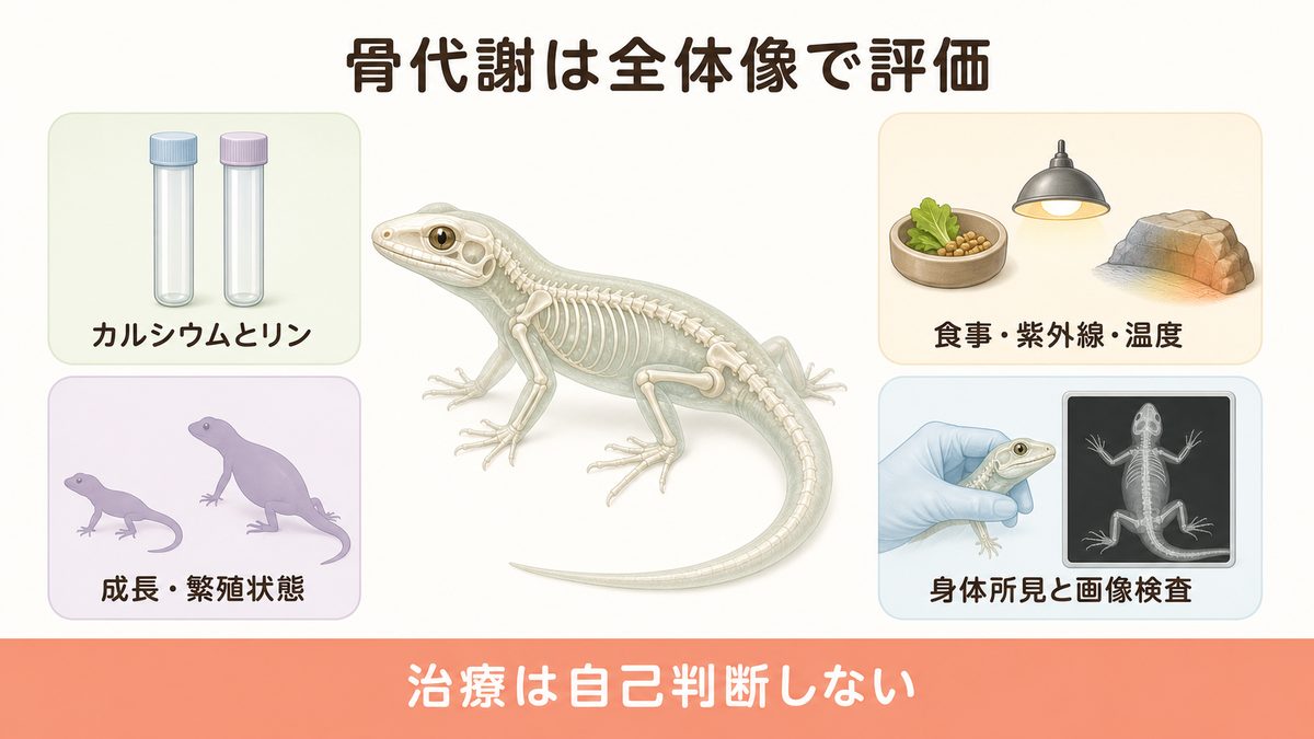カルシウムとリンの数値を食事・紫外線・温度・繁殖状態・画像検査と総合評価する図