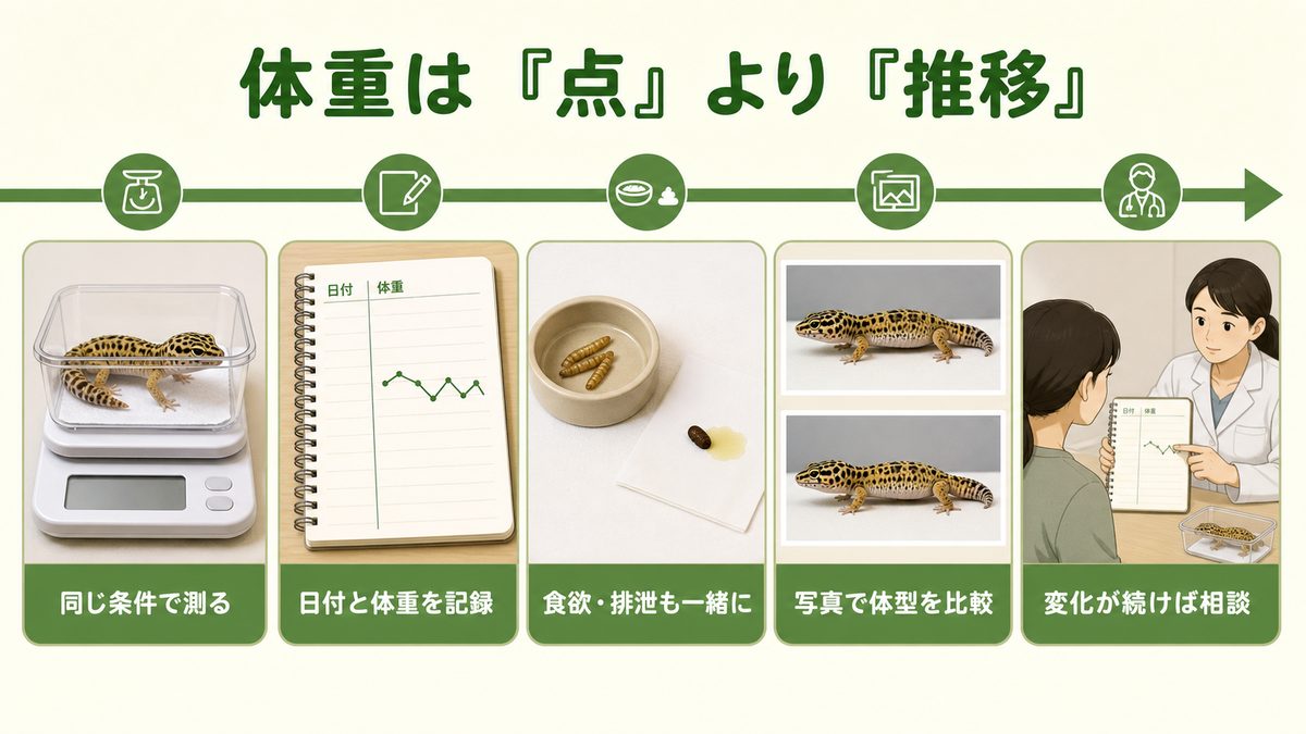爬虫類の体重を同じ条件で測り、数値ではなく推移と体調を記録する図